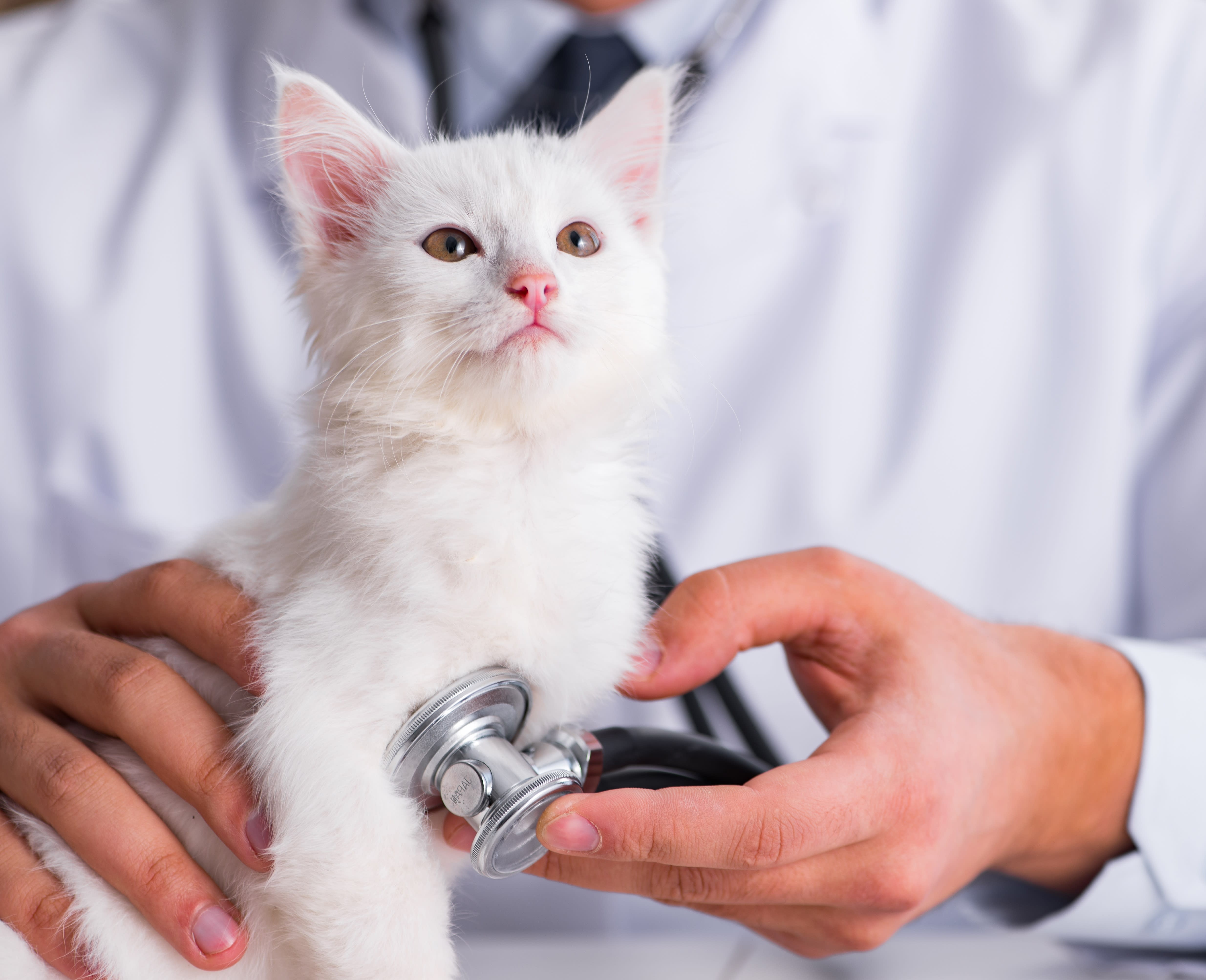 kitten first visit to vet cost